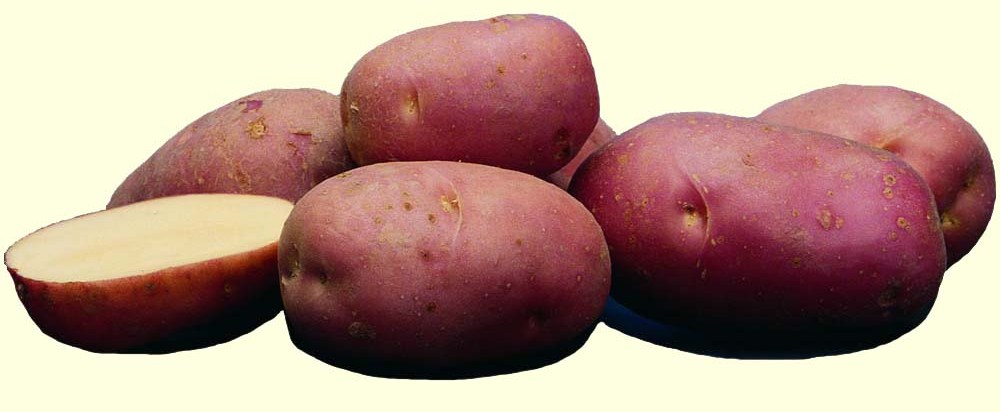 Самый устойчивый ко всем болезням сорт картофеля Вишенка (Беллароза), ботва не сохнет в июле.